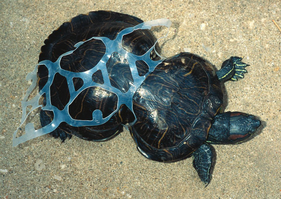 Plastic Ocean, The New Killing Fields News Digest Healthy Options