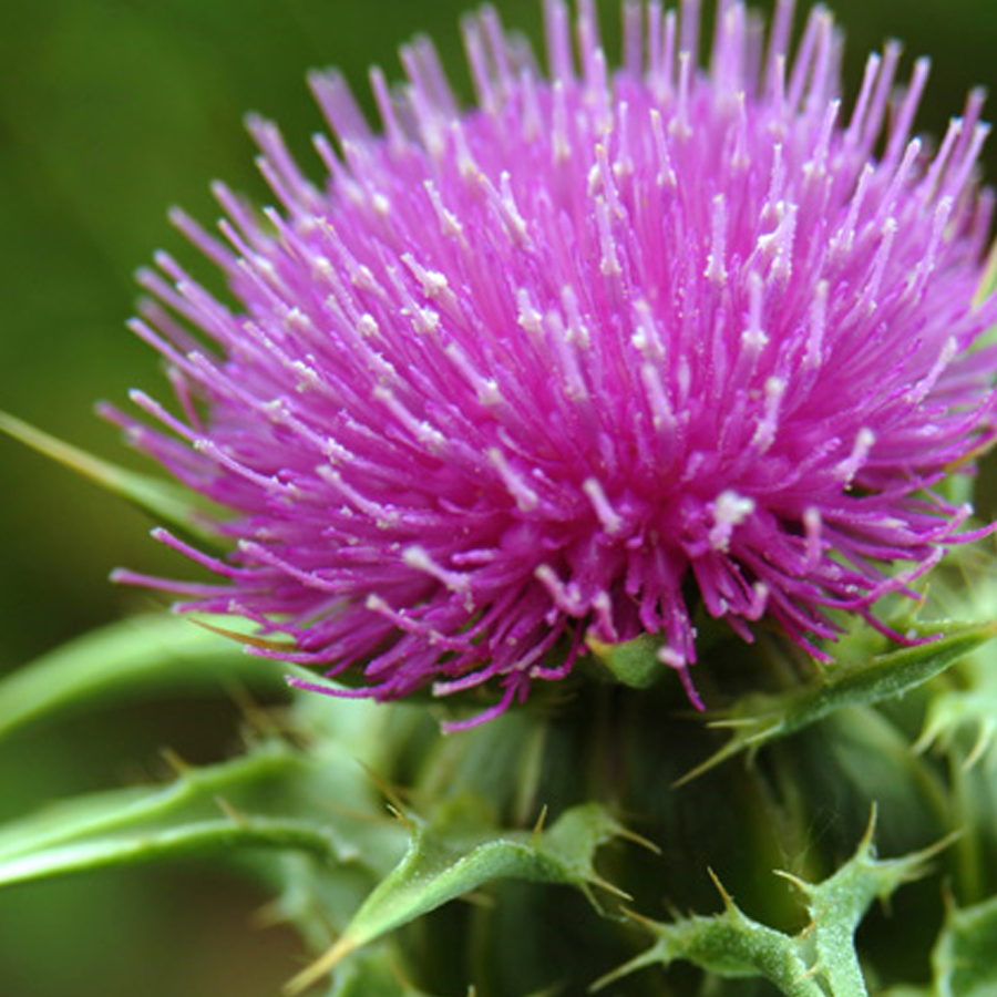 Milk Thistle: Uses, Benefits, and Effects - Blog | Healthy Options